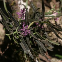 Robiquetia rosea (Lindl.) Garay